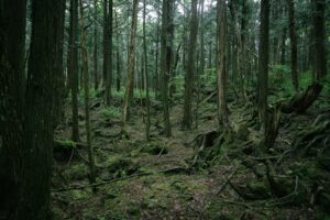 Japonija, Aokigahara miškas